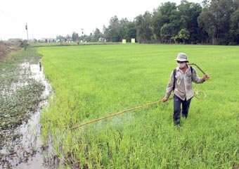 Tăng cường biện pháp giảm chi phí sản xuất lúa hè thu