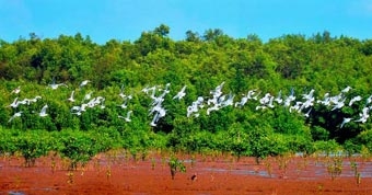 Bảo vệ bền vững vùng đất ngập nước