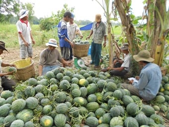 Trồng dưa hấu “quẹt” ở Thới Lai