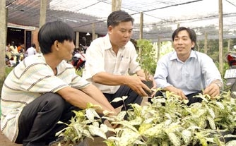 Hướng đi mới cho kiểng lá Bến Tre