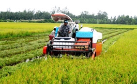 Từ cánh đồng mẫu lớn 

đến cánh đồng lớn