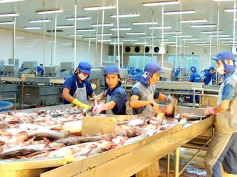 Tìm hướng gỡ khó cho con cá tra