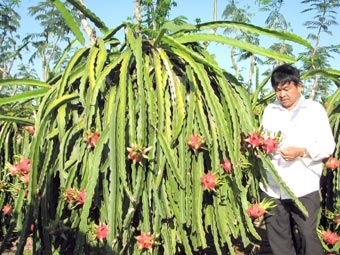 Cây xóa nghèo ở Long An