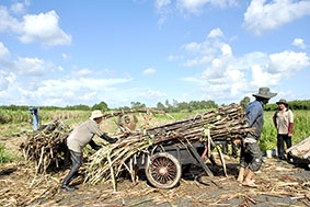 Cần sớm có cơ chế chính sách 

cho ngành mía đường