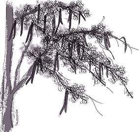 Thương nhớ ô môi