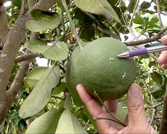 Chưa khắc phục triệt để tình trạng sâu đục trái có múi