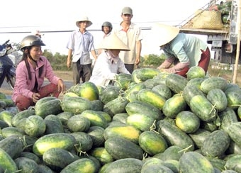 Cung vượt cầu - 
giá dưa hấu giảm mạnh