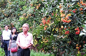 Nông dân chủ động 

liên kết sản xuất theo chuỗi