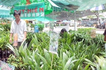 Cây giống ăn trái “hút hàng”!