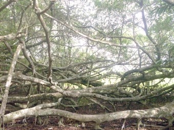 Giàn Gừa - Di tích thiên nhiên hiếm có