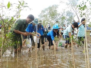 Hơn 1,6 tỉ đồng trồng rừng ngập mặn ven biển