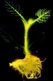 Cây phát sáng thay thế 

cho đèn đường?