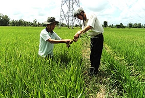 Bước chuyển sản xuất trong “Cánh đồng lớn”