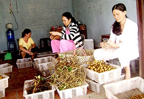 Cần tổ chức lại khâu sản xuất và tiêu thụ