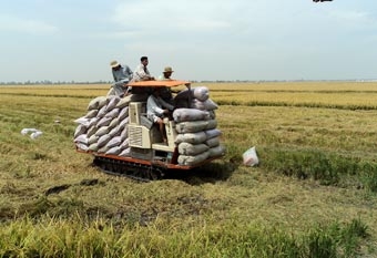 Nâng chuỗi giá trị hạt gạo từ “Cánh đồng lớn”