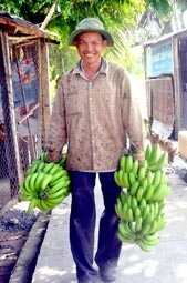 Giá chuối già tăng bất thường