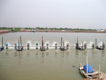 Tôm thẻ chân trắng cứu cánh cho người nuôi tôm