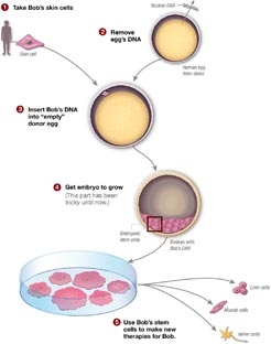 Phát triển thành công tế bào gốc từ trứng và da