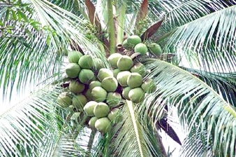 Trà Vinh: Dừa tươi có giá, nông dân trồng dừa phấn khởi