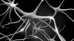 Mạch ghép giúp phục hồi thương tổn của dây thần kinh