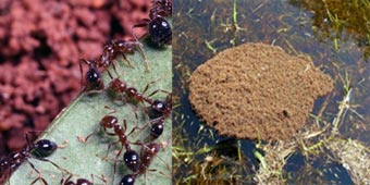 Nghiên cứu hành vi kiến lửa để phát triển
robot cứu hộ, vật liệu chống thấm