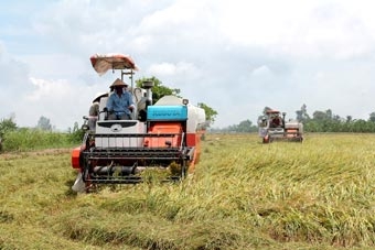 ĐBSCL: Nông dân khó thuê máy gặt đập liên hợp