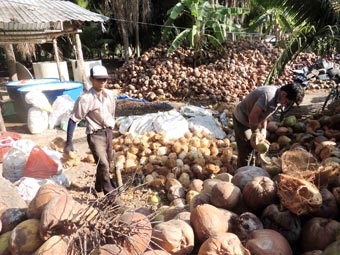 “Cánh đồng mẫu dừa” ở Bến Tre