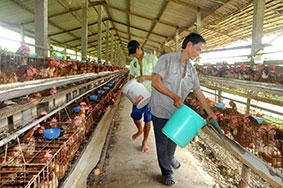 Người nuôi gà hết khả năng cầm cự?