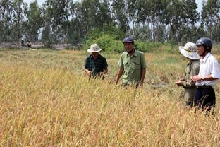 Bàn giải pháp quản lý nguồn nước 
vùng Tứ giác Long Xuyên