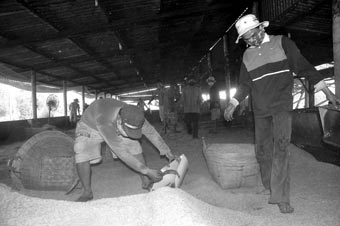 Lò sấy, sân phơi 
hoạt động hết công suất