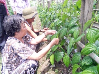 Khấm khá nhờ trồng trầu Đài Loan