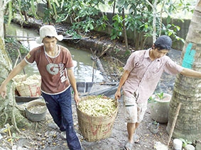 Phát triển vườn cây ăn trái kiểu mẫu

 kết hợp du lịch sinh thái