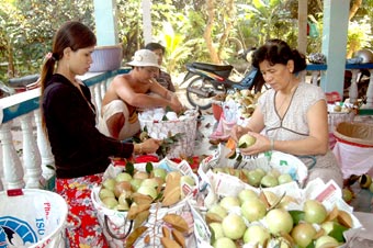 Đầu ra nông sản bấp bênh,
nông dân lúng túng