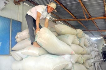 Nông dân trồng lúa cần chính sách 
hỗ trợ thiết thực để bám đất