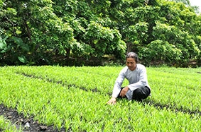 Vùng ven phát triển mô hình trồng rau