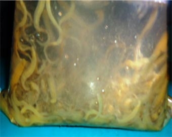 Cà Mau: Nhờ định danh sinh vật lạ