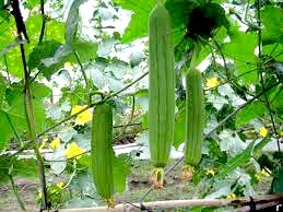 Giàn mướp của ngoại