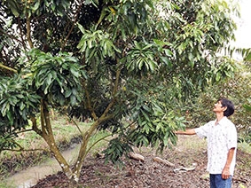 Đẩy mạnh cải tạo vườn cây ăn trái