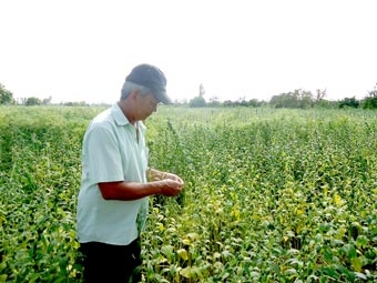 Đẩy mạnh phát triển 
cây màu, thủy sản