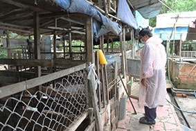 Nỗ lực bảo vệ đàn gia súc, gia cầm