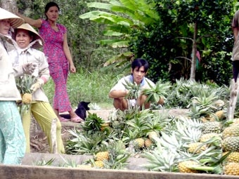 Để “vựa khóm” ĐBSCL 
phát huy giá trị