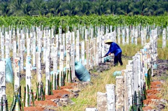 Để thanh long
phát triển bền vững