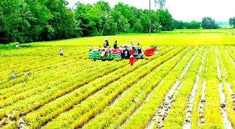 Buồn ngay đầu vụ hè thu!