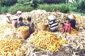 Nơi đầu nguồn sông Hậu