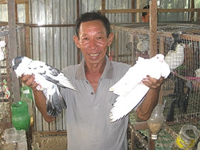 Mô hình nuôi bồ câu hiệu quả