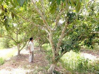 Phát triển vườn cây ăn trái cho giá trị kinh tế cao