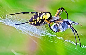 Vì sao mạng nhện bẫy được côn trùng?