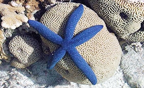 Sao biển nhìn bằng những con mắt trên các xúc tu