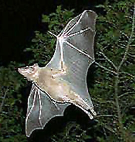 Dơi biết dự trữ năng lượng trong đôi cánh để bay