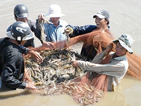 Xuất khẩu thủy sản chật vật vượt rào cản
